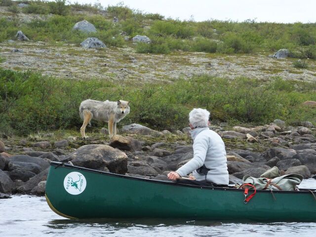 arctic wolf in the northwest territories canoe trip
