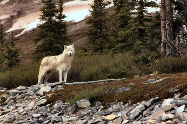 arctic wolf on the thelon river northwest territories