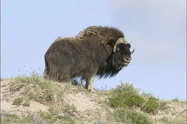 muskoxen on the thelon river northwest territories male