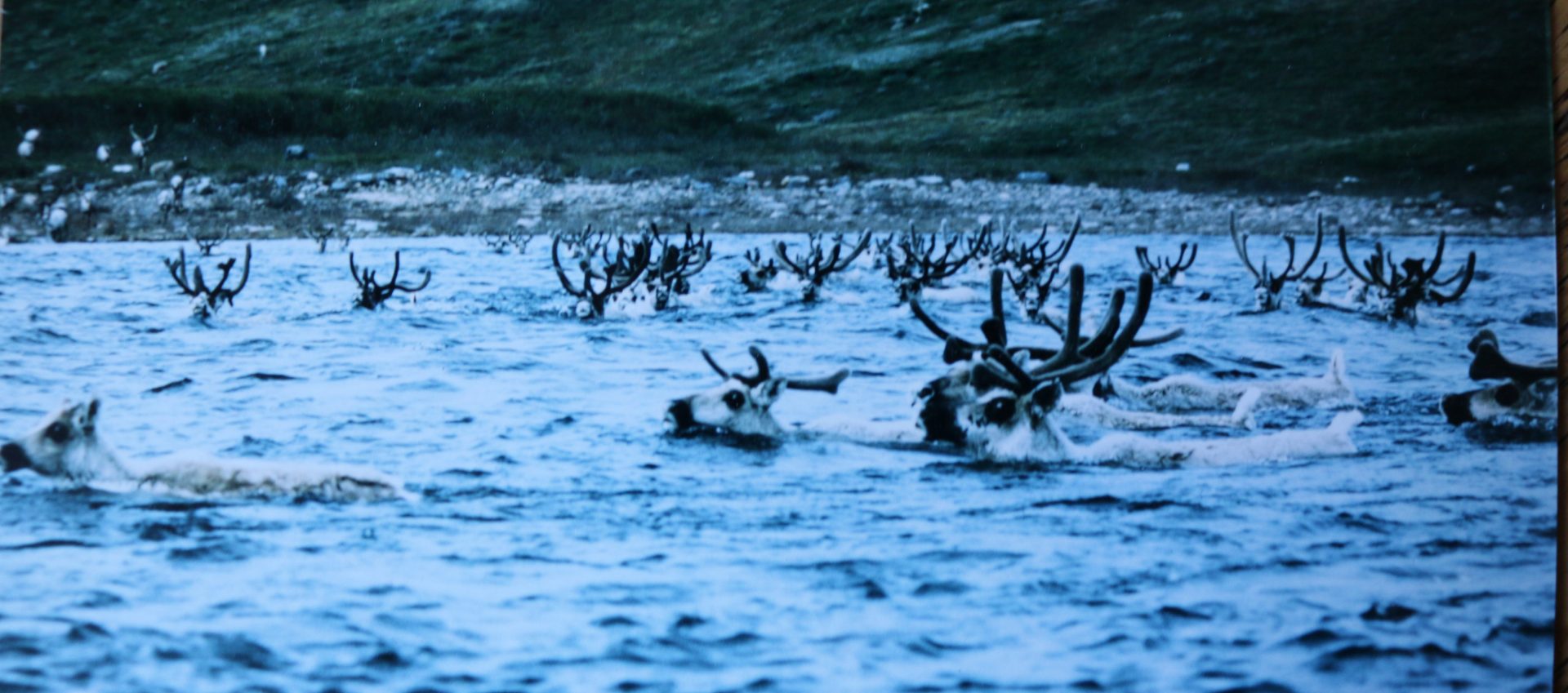caribou on the thelon river northwest territories canoe trip