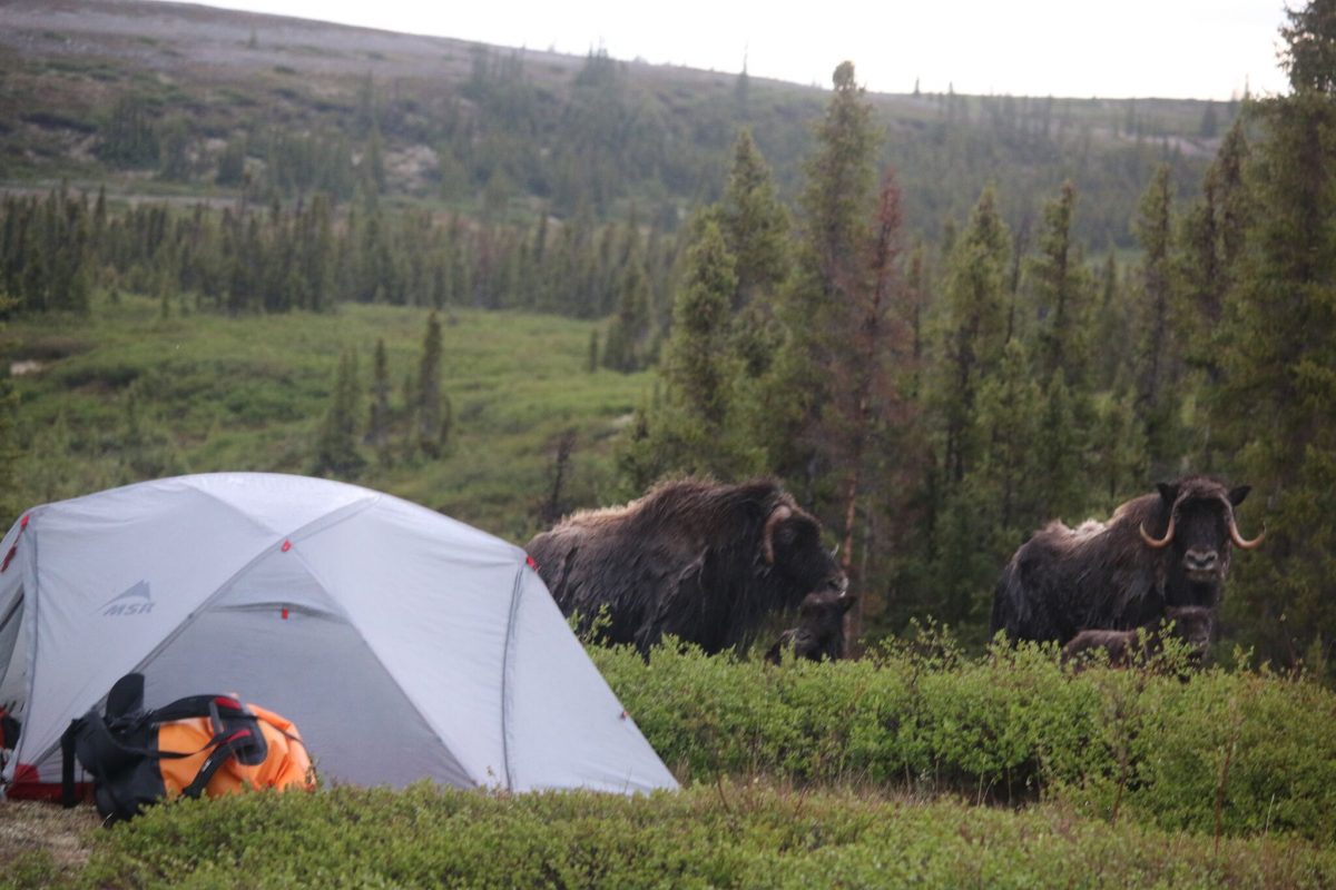 muskox in camp on the tundra