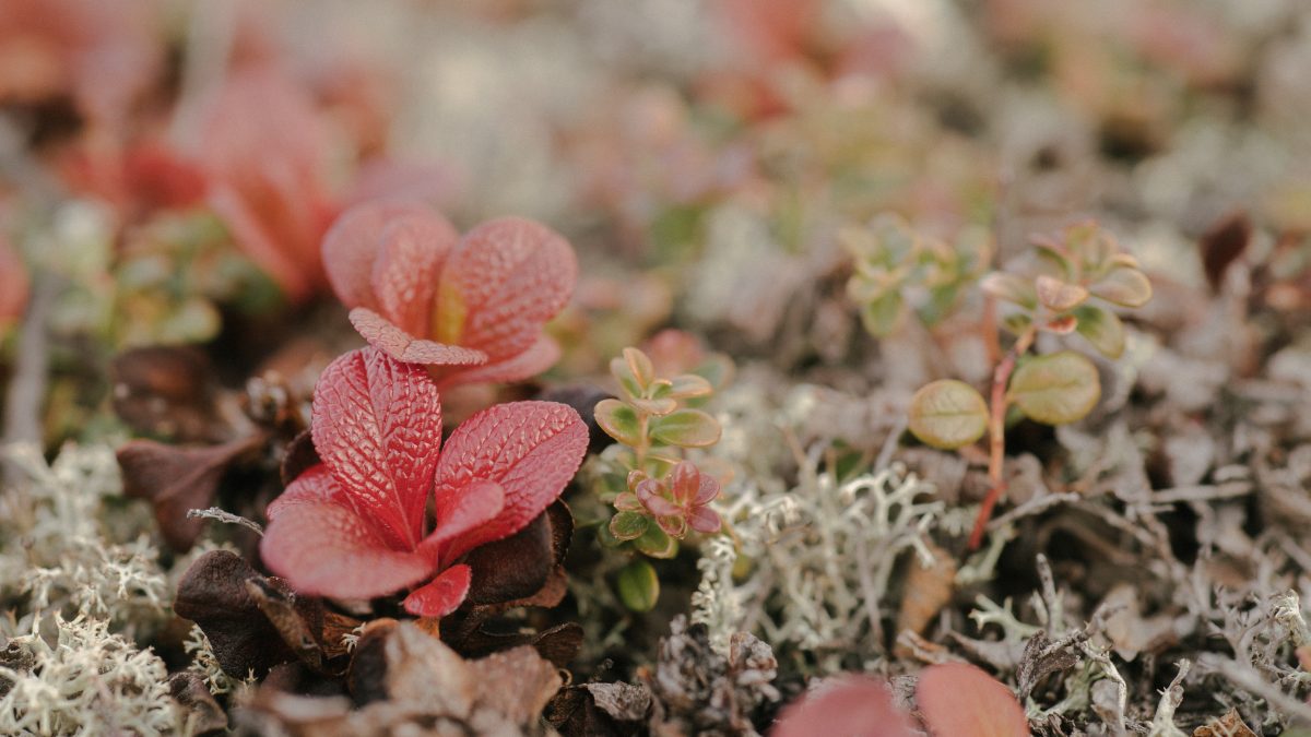 alpine bearberry on the tundra