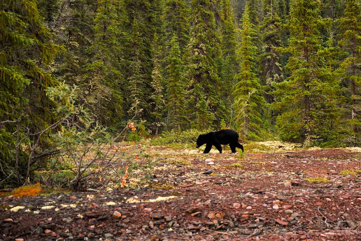 wildlife tour in canada in the north