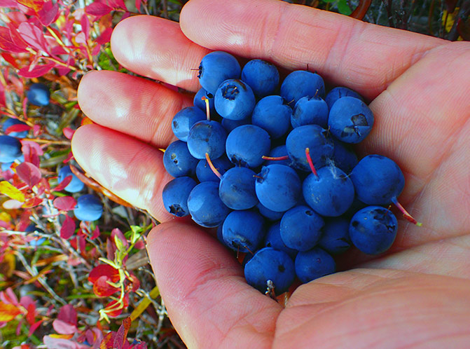 blueberries in the arctic