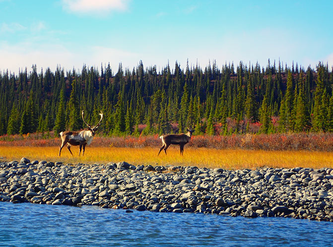 caribou on the coppermine river