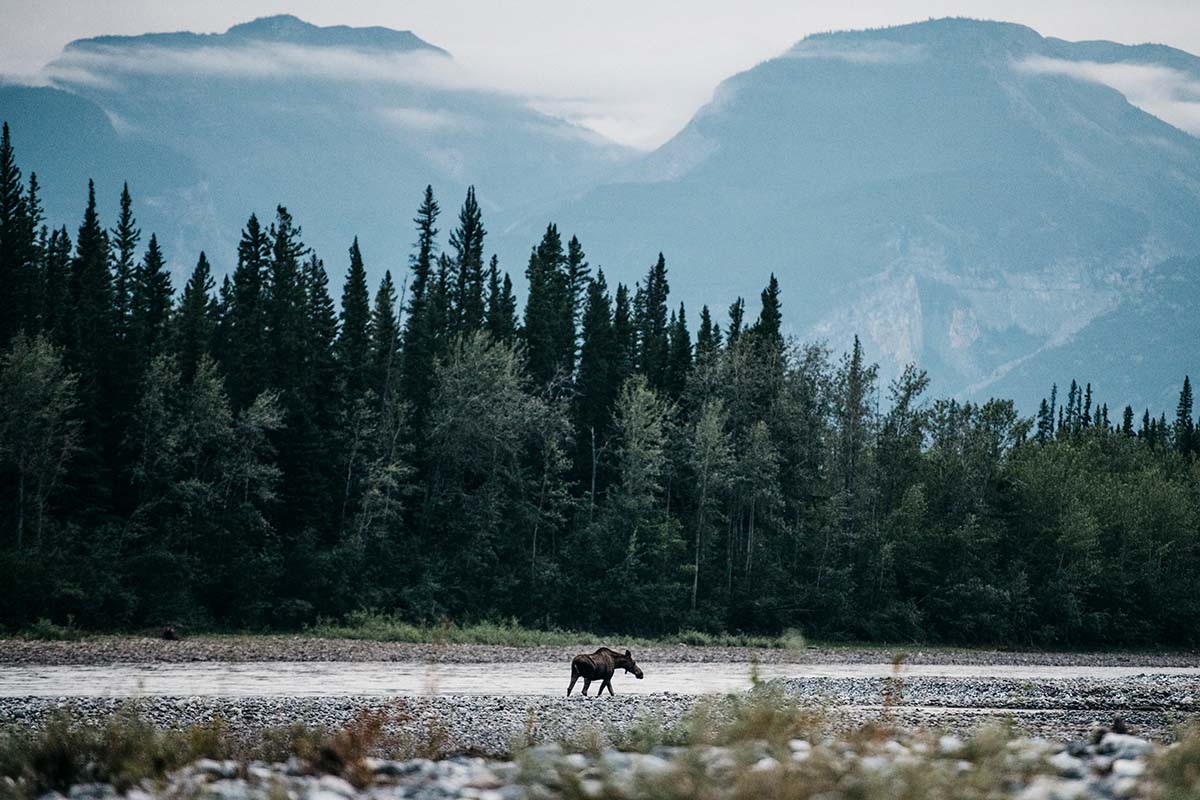 moose near the shore of the nahanni river