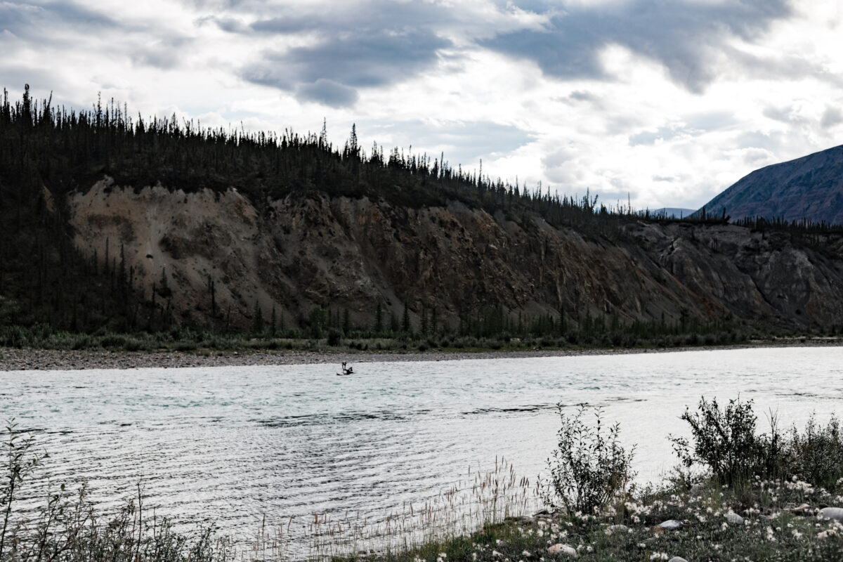 Nahanni Wildlife Caribou